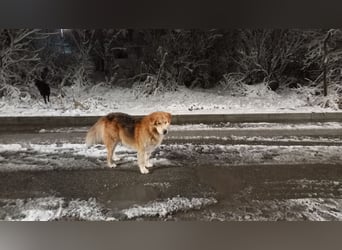 Leon – Der sanfte Straßenprinz mit den besonderen Augen