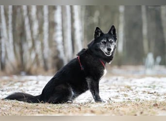 Tolle Anita sucht liebevolles Zuhause