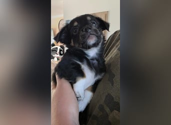 Reinrassige Langhaar - Chihuahua - Welpen abzugeben, sehr verspielt und verkuschelt!