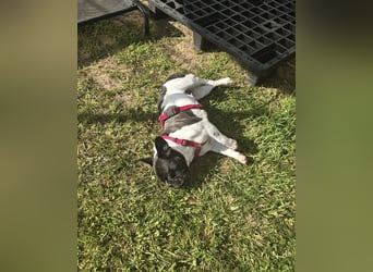 Französische Bulldogge Inge sucht Zuhause oder Pflegestelle