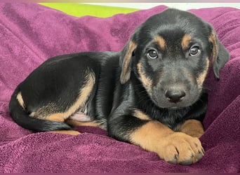 Süße aufgeweckte Mischlingswelpen Labrador-Retriever von Schulhunden