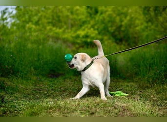 Reinrassiger junger Labrador Berndt sucht dringend neues Zuhause.
