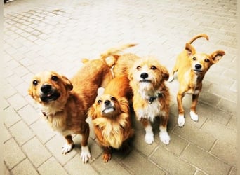 Fibi, Langhaar Chihuahua Mischling, geb. 2022, bezaubernde Hündin su. Zuhause