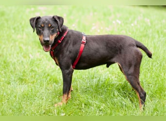 Chapi - quirliger, verschmuster Familienhund - Tierhilfe Franken e.V.