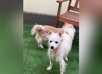Tiffy SR - Kleiner Sonnenschein sucht seine Menschen!