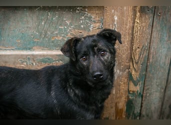 Madog: Sucht ein Zuhause