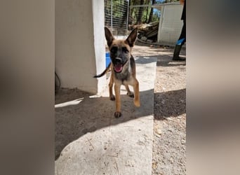 Malinois Mädchen LILO (Juni 2024) sucht eine Familie!