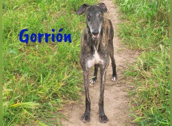 Gorrión 10/2020 (ESP) - sozialer und verspielter Galgo sucht Rasseliebhaber!