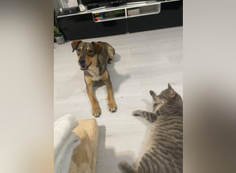 Maggie sucht liebevolles zu Hause