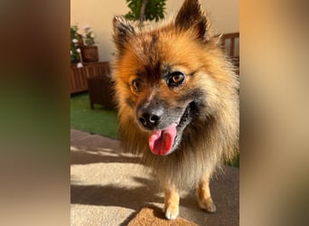 Bailey-SR, hübscher Kerl sucht ein Zuhause.