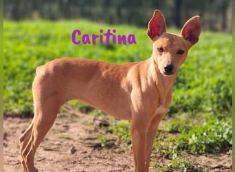 Caritina 02/2024 (ESP) - bezaubernde Podenco-Mix Junghündin!