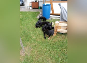 Schäferhund-Mischlingswelpen