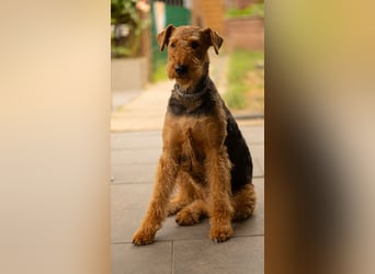 Airedale Terrier Welpen aus VDH Zucht