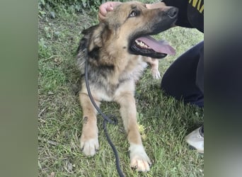 Denver ein Engel auf 4 Pfoten