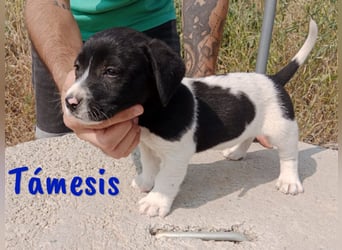 Támesis  geb. 03/2025 (ESP) - aufgeweckter Labrador-Mix Welpe!