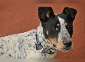 Sorgen Sie mit Joop für einen Tapetenwechsel?
