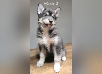 Pomsky Welpen in Blue Eye