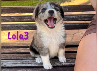Lola3 geb. 05/2025 (ESP) - clevere Border-Collie-Mix Welpin!