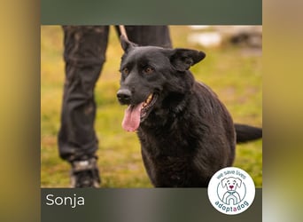 Sonja: Hundemama sucht Zuhause