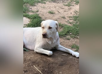 Labrador