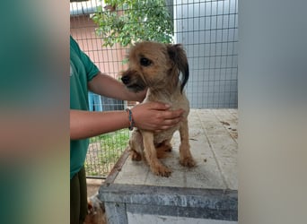 Berit-Bagatel PP – zarte Hundedame sucht ruhiges Zuhause fürs Herz