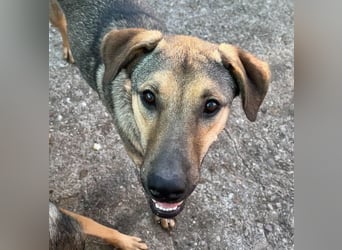 ⭐️WUTZL⭐️, Rüde, 1,5 Jahre, 54 cm, Mischling, Tierschutz