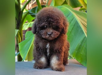 Cavapoo welpen