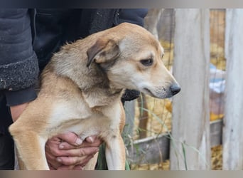 Kleiner Tierschutzhund Bröse❤️sucht Zuhause oder Pflegestelle