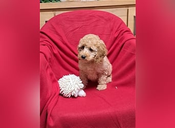 Goldendoodle F1b in Medium