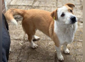 ♥ALAN♥ hübsche, offene, liebe Seele von Hund 45 cm