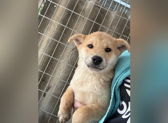 Vada PP – clevere Shiba Inu-Welpin sucht liebevolles Zuhause