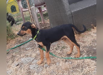 Hundewelpe Leno