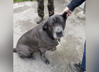 Aida, Cane Corso, sucht Zuhause