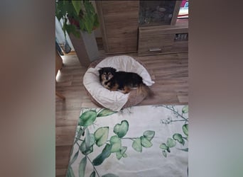 Süßer Nobby sucht liebevolles Zuhause