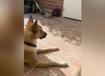 Mica, 3 Jahre, sucht ein neues Zuhause