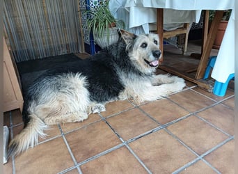 ROCKY-liebevoller, sanfter Riese in einem sehr guten Zuhause aufgewachsen