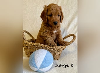 Cockerpoo / Cockapoo Welpen