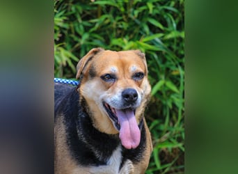 Malika, Schäferhund-Mix, lieb und sozial