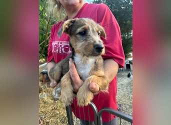 Patrik, geboren 10.04.2025, 24cm sucht seine Chance