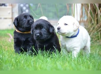Reinrassige Labradorwelpen (Arbeitslinie)drei schwarze Mädels suchen ein schöne Zuhause