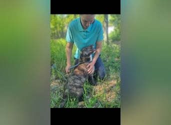 Rico sucht seine traumfamilie