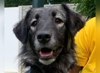 ♥ALITA♥ Pflegestelle dringend gesucht - wunderschöne, aufgeschlossene Herdenschutz-Mix-Hündin 59 cm