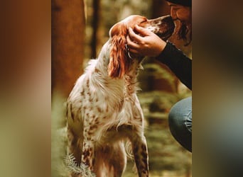 Lieber Setter ♥Luca♥ in 84513 Töging