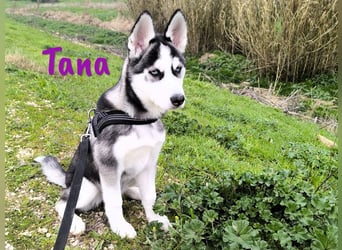 Tana geb. 11/2024 (ESP) - neugierige und sportliche, wunderschöne Husky Junghündin!