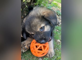 Welpe TEDDY - der kleine Mann freut sich auf sein Für-Immer Zuhause!