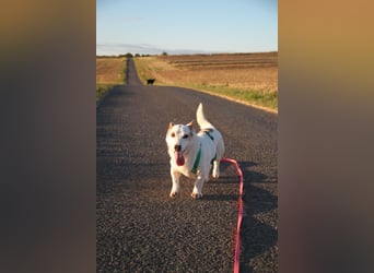 Corgi Mischlings-Rüde Peppi (Strolch) sucht sein Glück