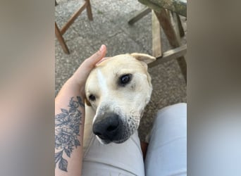 Knutschkugel Remo sucht seine Menschen!