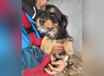 Yorki-Mix ♥Miruna♥ mag so gerne ihre geliebte Familie finden