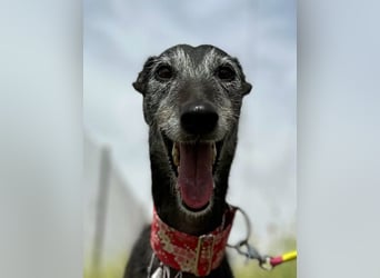 Giria - ängstliche Galga sucht