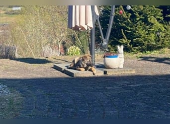 Sirius - Welpen-Wirbelwind-Alarm! (53947 Nettersheim)